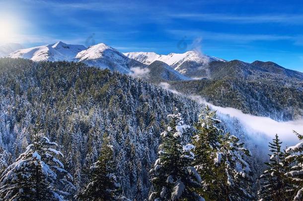 冬松树树和山雪山峰