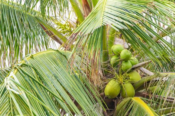 一新鲜的椰子向指已提到的人树,椰子丛向椰子树