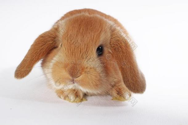 桔子兔子砍伐兔子侏儒婴儿兔子s向白色的背景