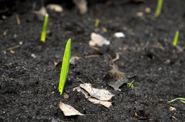 绿色的新鲜的春季植物发芽采用指已提到的人地面