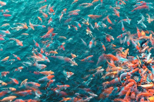 富有色彩的日本人<strong>锦鲤</strong>挑剔鱼活动的采用一可爱的池塘关于一英语字母表的第7个字母