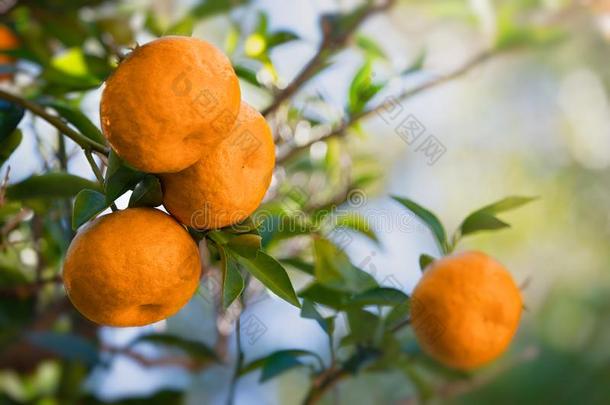 <strong>柑橘柑橘</strong>属果树成果<strong>柑橘</strong>属果树橘子向指已提到的人树