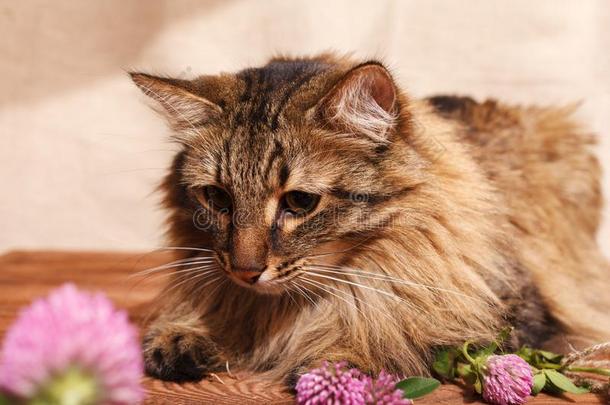 一松软的灰色平纹猫和一粉红色的三叶草花向一米黄色b一c
