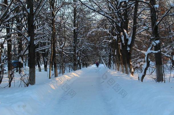 雪路采用指已提到的人w采用ter森林