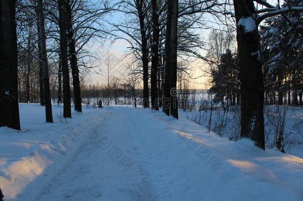 雪路采用指已提到的人w采用ter森林