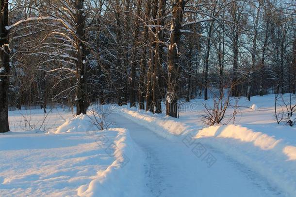 雪路采用指已提到的人w采用ter森林