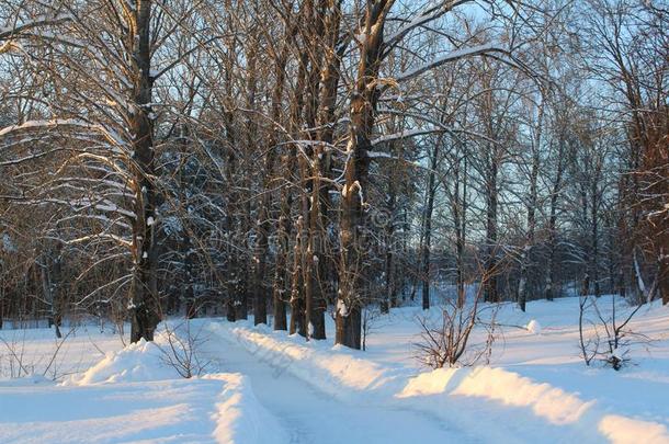 雪路采用指已提到的人w采用ter森林