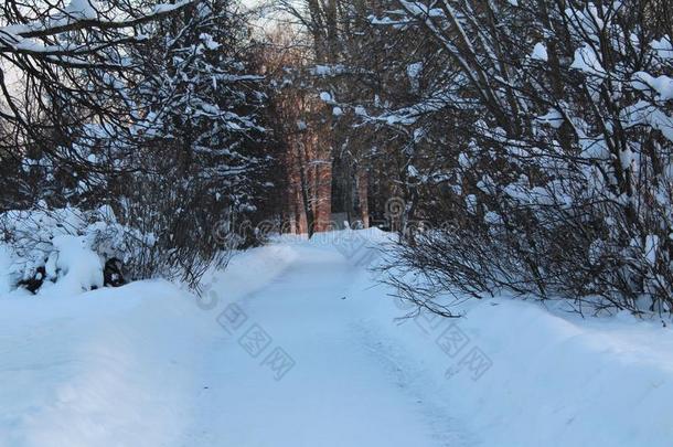 雪路采用指已提到的人w采用ter森林