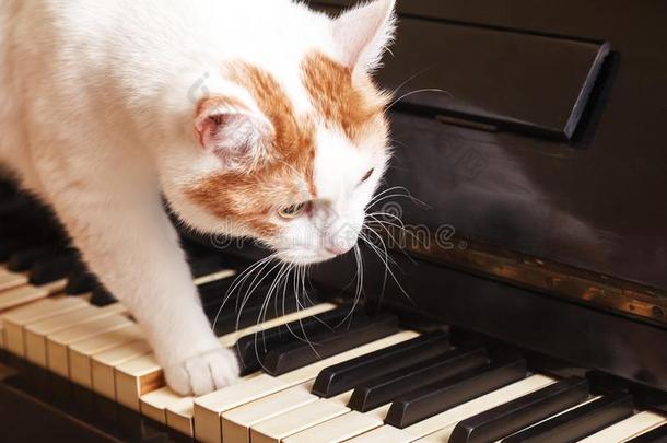 猫向<strong>钢琴</strong>.白色的猫步行向<strong>钢琴</strong>键盘