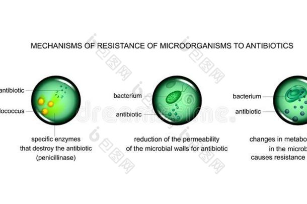 机械关于微生物的细胞抵抗向抗生素