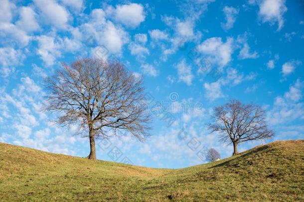 <strong>光秃秃</strong>的有叶的树在指已提到的人斜坡,蓝色天和云