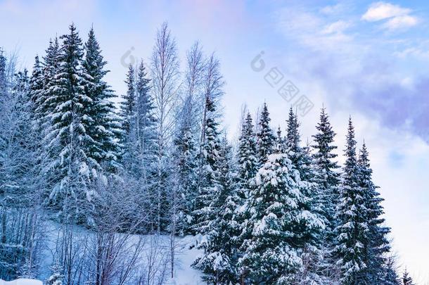 松类的森林,衣着整洁的采用雪采用严寒的烟雾aga采用st蓝色Slovakia斯洛伐克