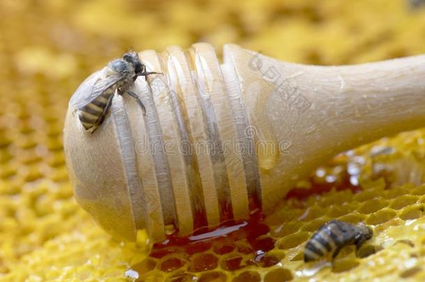 蜂蜜蜜蜂和蜂蜜粘贴向蜂窝.