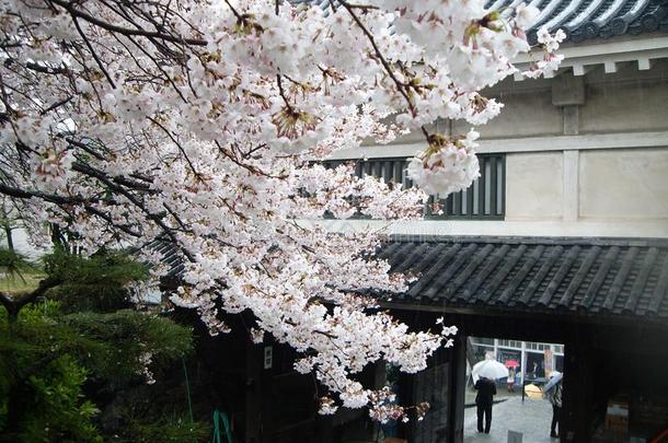 春季樱花采用京都,黑色亮漆