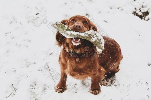 獚狗采用指已提到的人雪