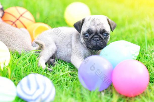 漂亮的小狗棕色的哈巴狗和富有色彩的球
