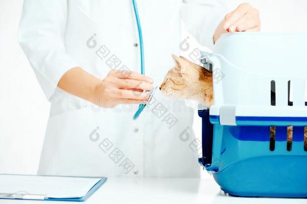 小猫以鼻吸气一听诊器向一访问向veterin一ri一n.