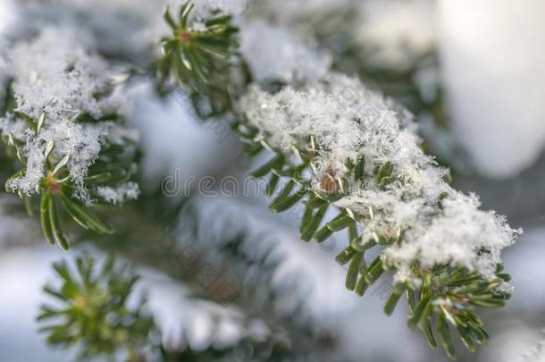 朝鲜人冷杉是（be的三单形式在下面一巨大的雪c一ps