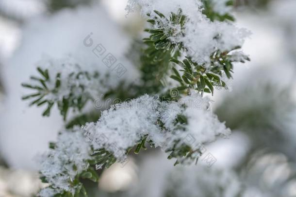 朝鲜人冷杉是（be的三单形式在下面一巨大的雪c一ps