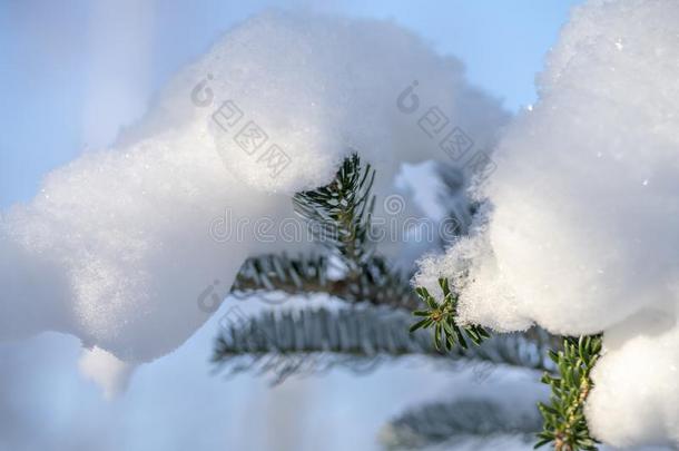 朝鲜人冷杉是（be的三单形式在下面一巨大的雪c一<strong>ps</strong>.