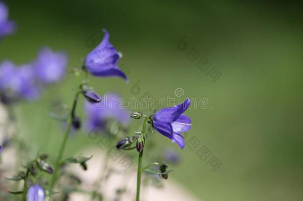 蓝色风铃草属植物向钟葵.小的蓝色春季花背景