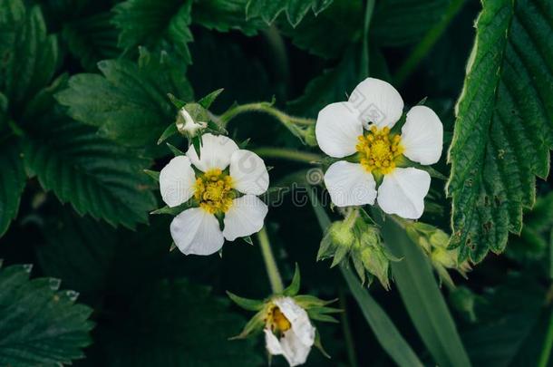 开花草莓,草莓.白色的花,草莓