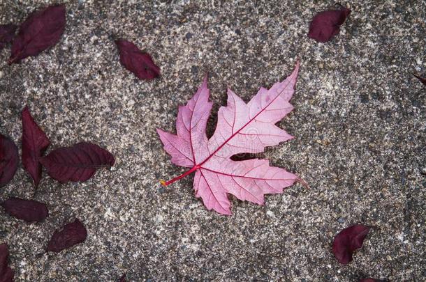 红色的,粉红色的和col.紫红色落下树叶向一st向esurf一ce;