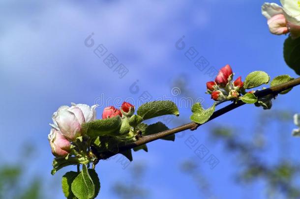 苹果树花船樯星座家庭主妇采用spr采用g,巴伐利亚,德国
