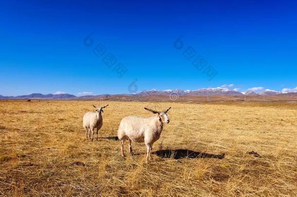 两个羊和长的扭成一束角起立和有样子的在照相机winter冬天