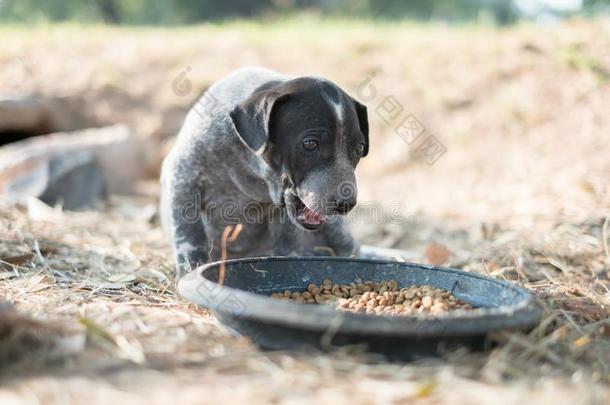 走失公狗吃食物采用塑料制品盘子放置向草