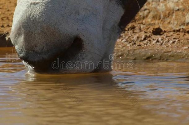 关在上面关于南非产的大羚羊的一种喝饮料.喀拉哈里沙漠沙漠,南方非洲