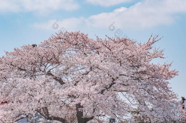 樱桃花树向蓝色天