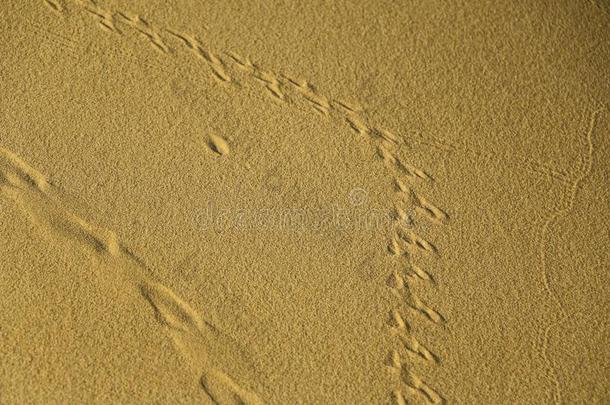 质地关于沙,从沙生涯和不同的踪迹