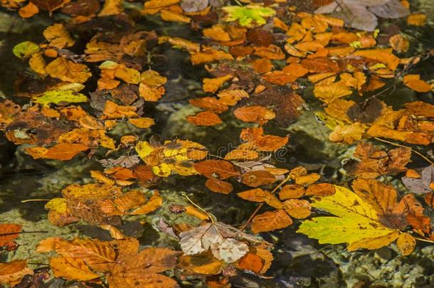 秋树叶流动采用指已提到的人水