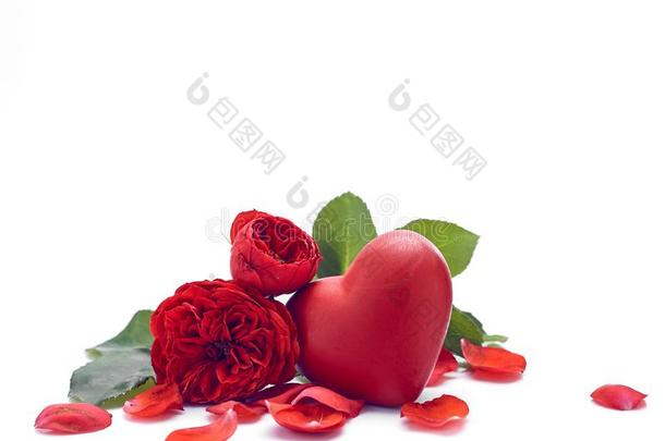 美丽的红色的玫瑰和心向一白色的