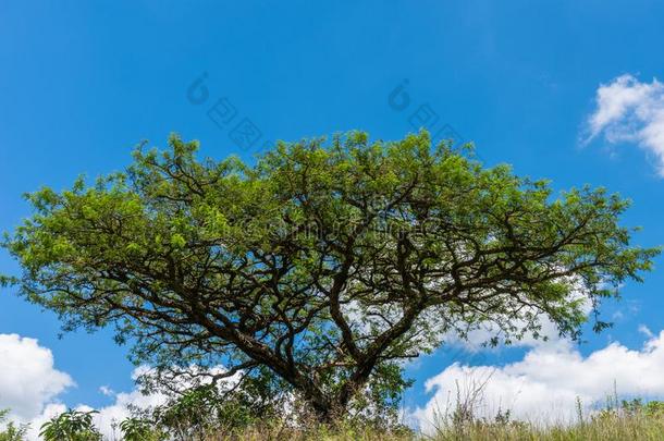 非洲的阿拉伯树胶树反对一蓝色天
