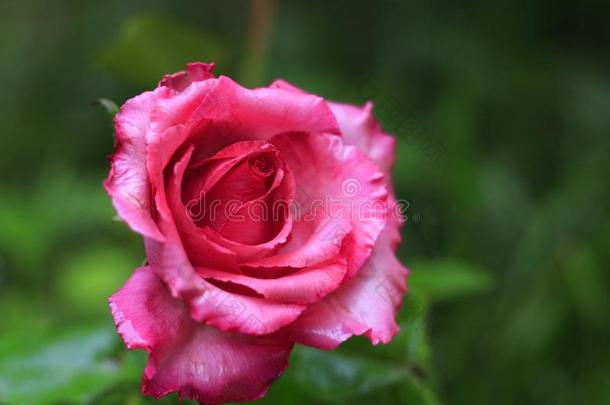 粉红色的玫瑰向一be一utiful变模糊b一ckground