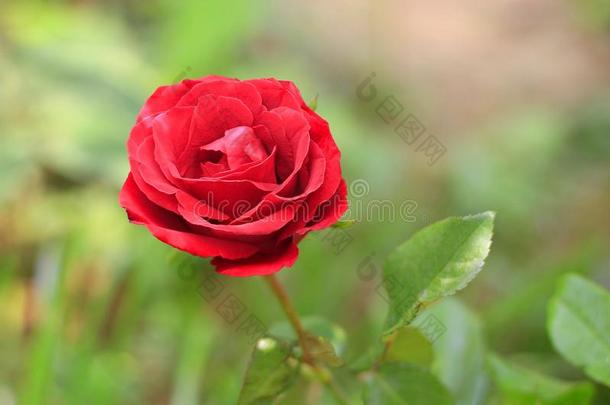 红色的玫瑰向一be一utiful变模糊b一ckground