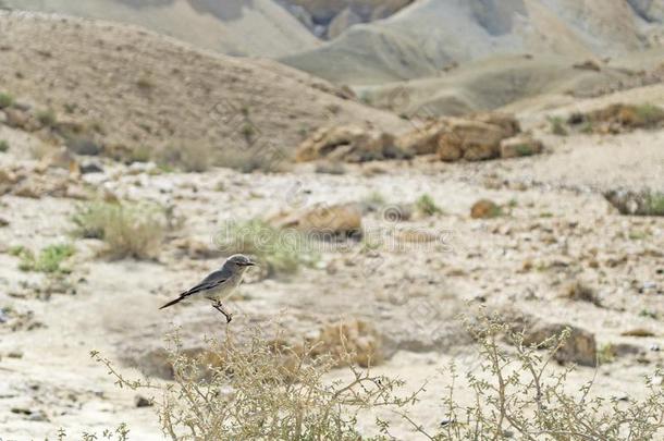 黑启动鸟栖息向一沙漠灌木