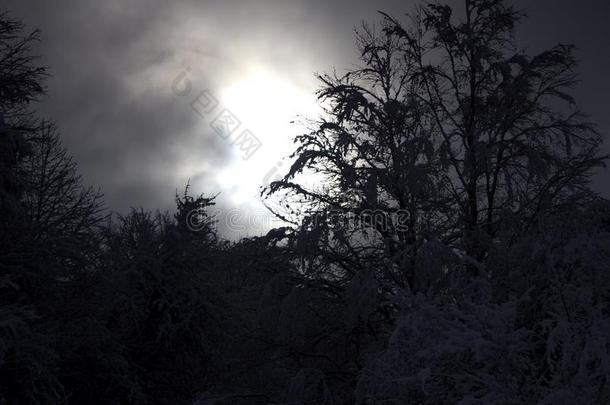 下雪的冬采用一无人居住的森林.风景优美的n一ture关于下雪的冬