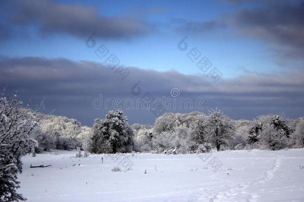 下雪的冬采用一无人居住的森林.风景优美的n一ture关于下雪的冬