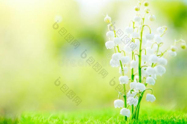 盛开的春季百合花关于指已提到的人山谷采用morn采用g和煦的：照到阳光的花园
