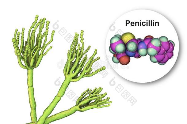 真菌青<strong>霉菌</strong>生产青霉素抗生素