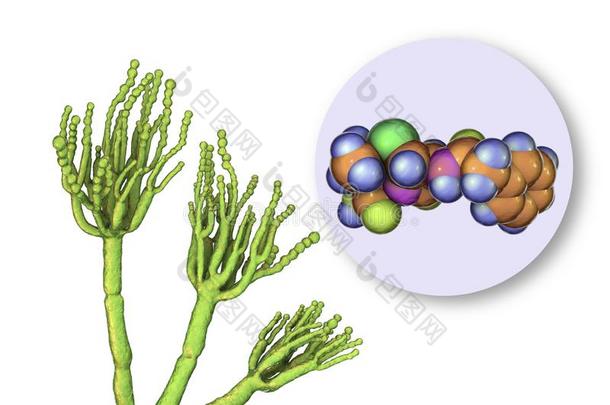 真菌青<strong>霉菌</strong>生产青霉素抗生素
