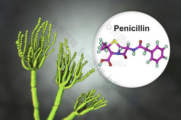 真菌青<strong>霉菌</strong>生产青霉素抗生素