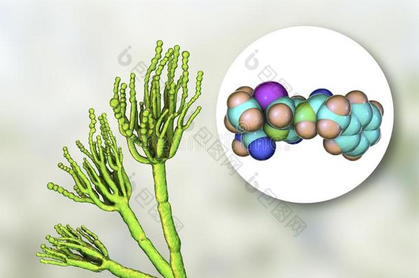 真菌青<strong>霉菌</strong>生产青霉素抗生素