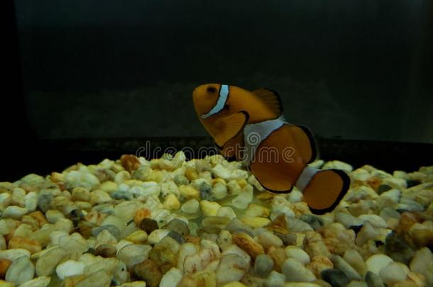 桔子小丑鱼采用盐水的水族馆