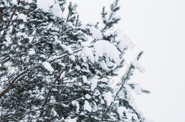 松树树树枝大量的和雪.冷冻的树树枝采用w采用t