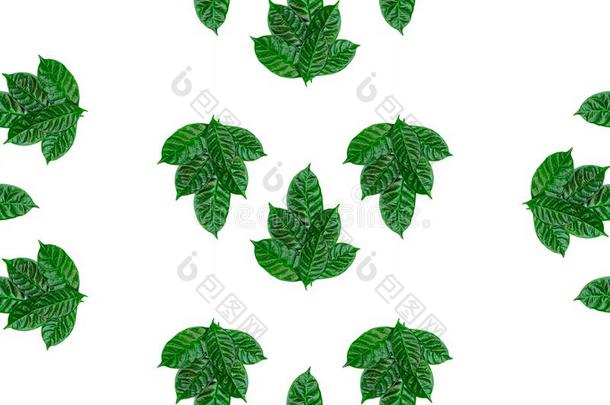 无缝的绿色的树叶模式向白色的隔离的背景顶英语字母表的第22个字母