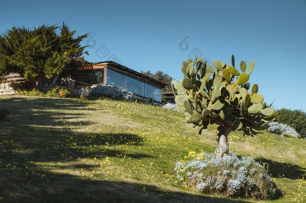 多刺的梨仙人掌属植物仙人掌无花果属植物-籼稻和现代的建筑物采用